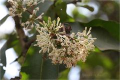 Ixora arborea